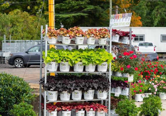 Jersey Days 2024 - 17