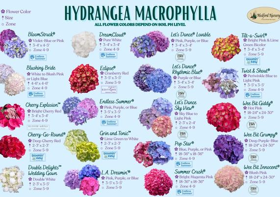 Hydrangea Macrophylla Flower Chart