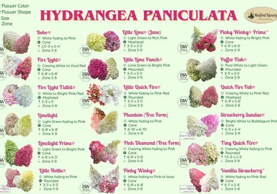 Hydrangea Paniculata Flower Color Chart