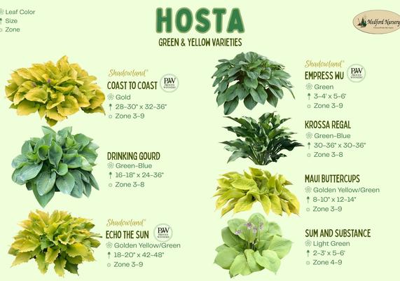 Hosta Green & Yellow Leaf Color Charts