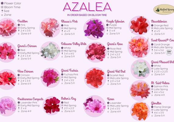 Azalea Bloom Color Chart