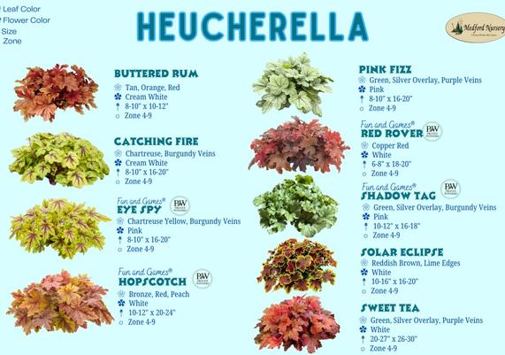 Heucherella Leaf Color Chart