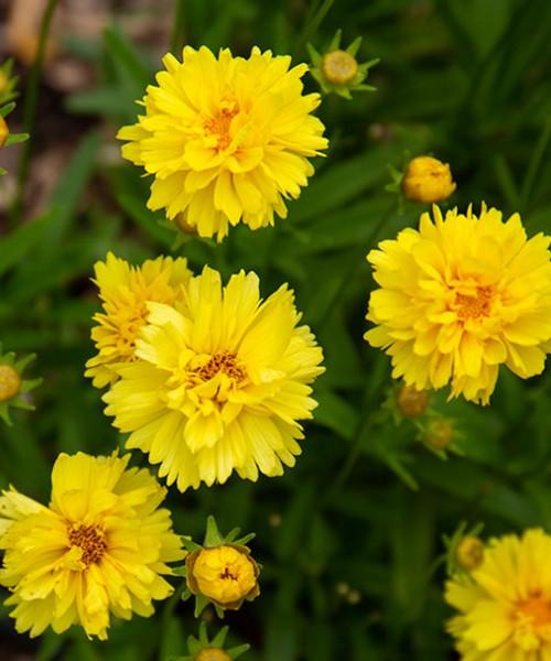 Coreopsis Leading Lady Charlize