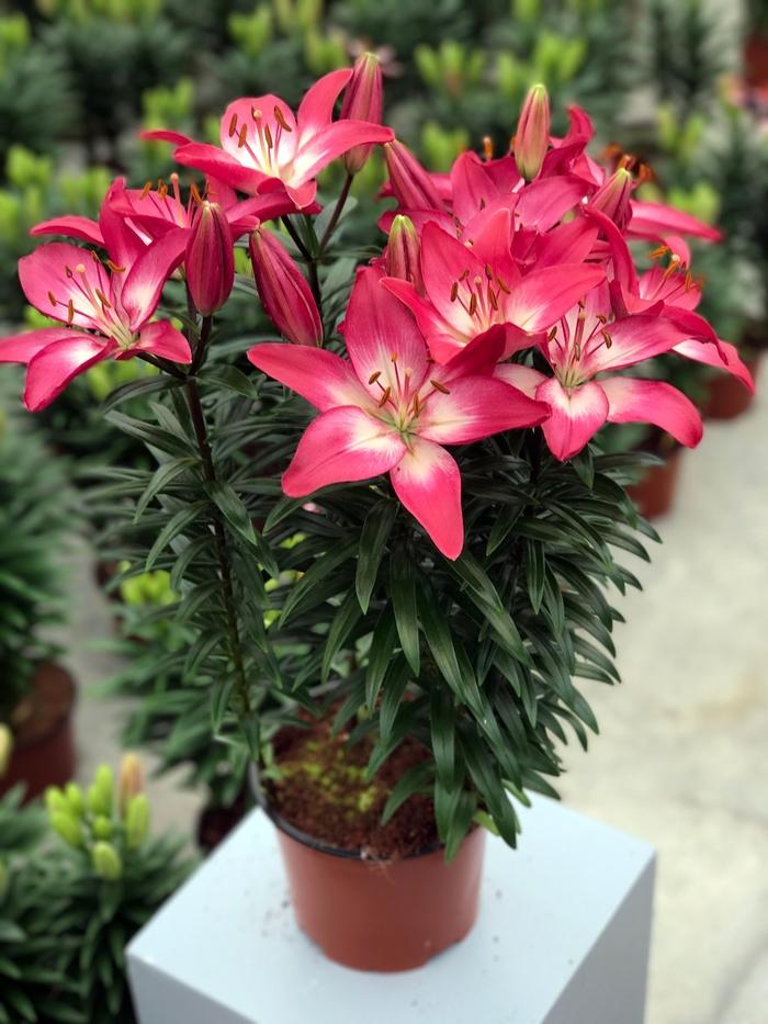 Lilium Lily Looks™ Tiny Diamond PPAF