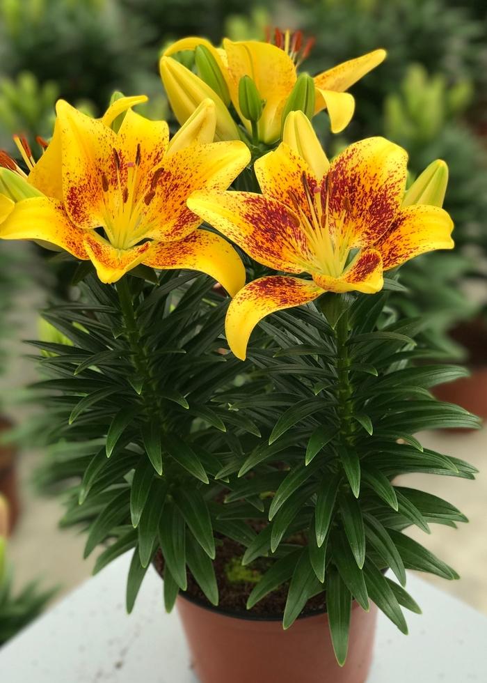 Lilium Lily Looks™ Tiny Nugget PP26224