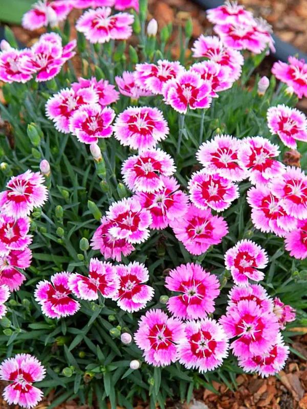 Dianthus Everbloom™ Plum Glory PP33902
