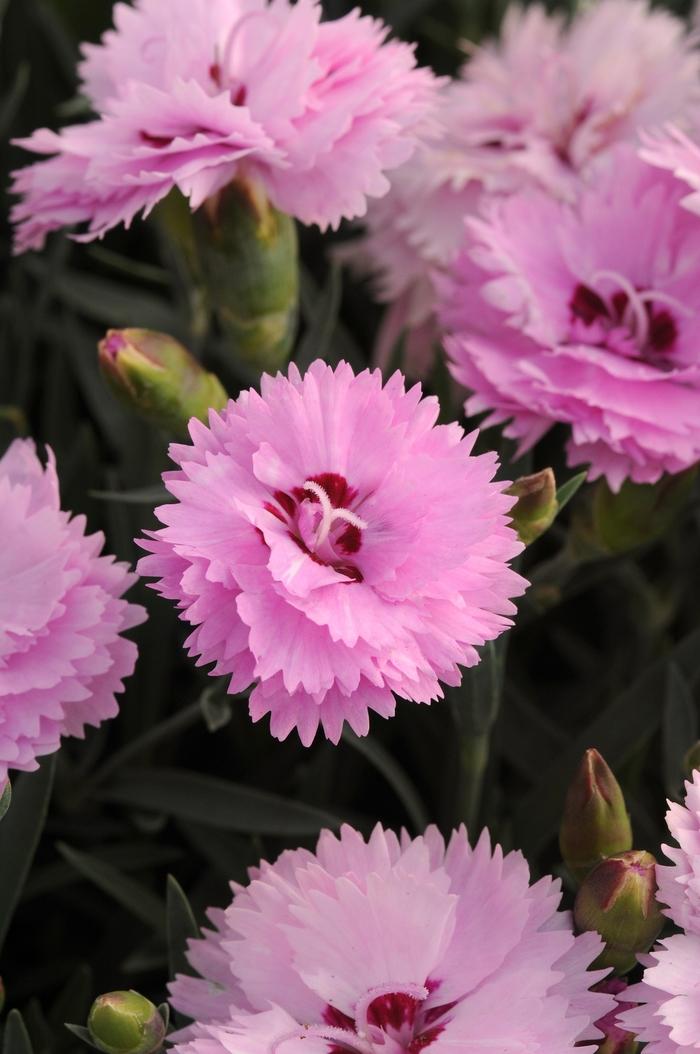 Dianthus Everlast™ Lavender+Eye
