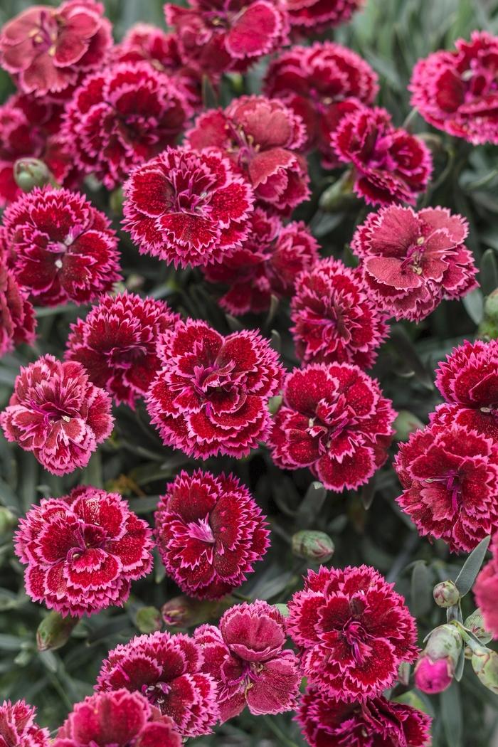 Dianthus Fruit Punch® Black Cherry Frost