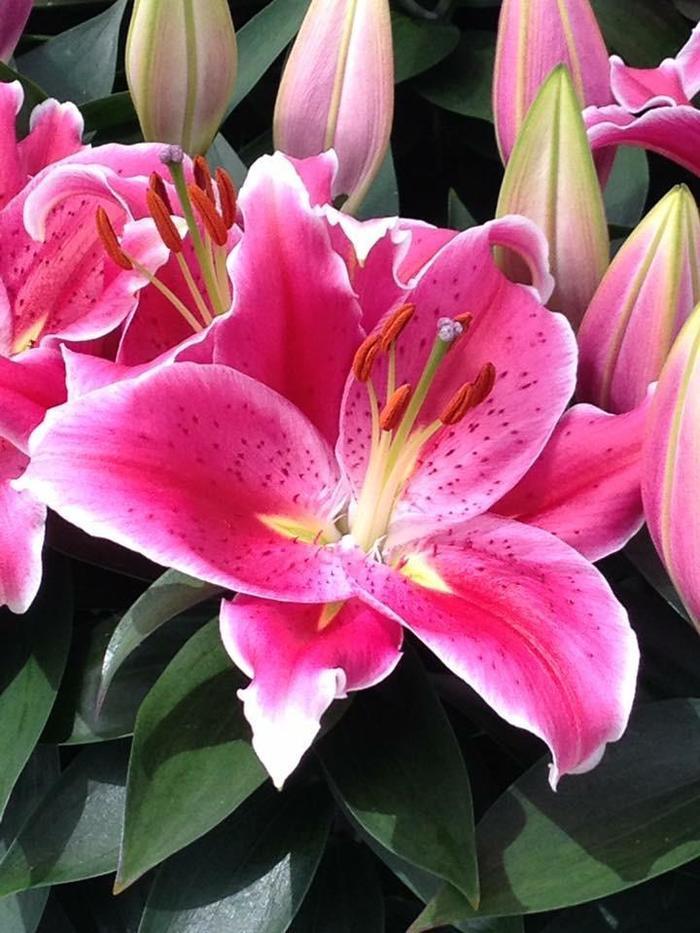 Lilium Oriental Stargazer After Eight