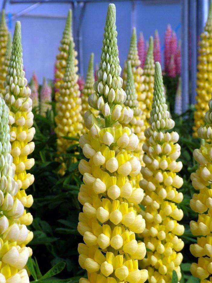 Lupinus Westcountry™ Desert Sun PP23073
