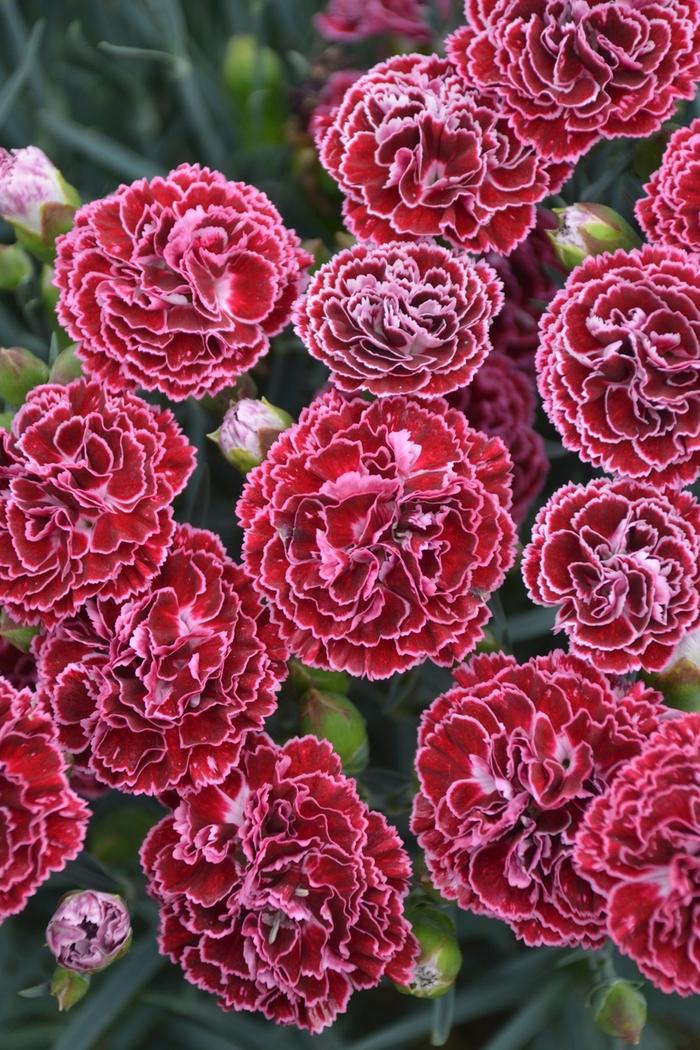 Dianthus Fruit Punch® Cherry Vanilla
