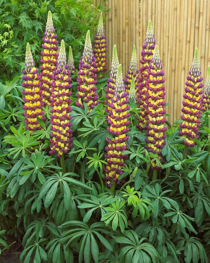 Lupinus Westcountry™ Manhattan Lights PP18868