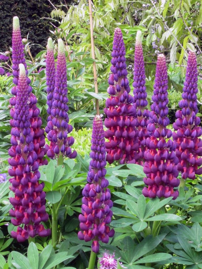 Lupinus Westcountry™ Masterpiece PP19739