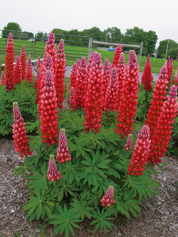 Lupinus Westcountry™ Red Rum PP18709