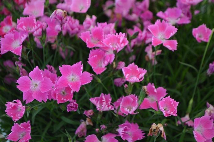Dianthus Kahori® Pink