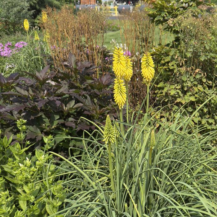 Kniphofia Gold Rush PP32262