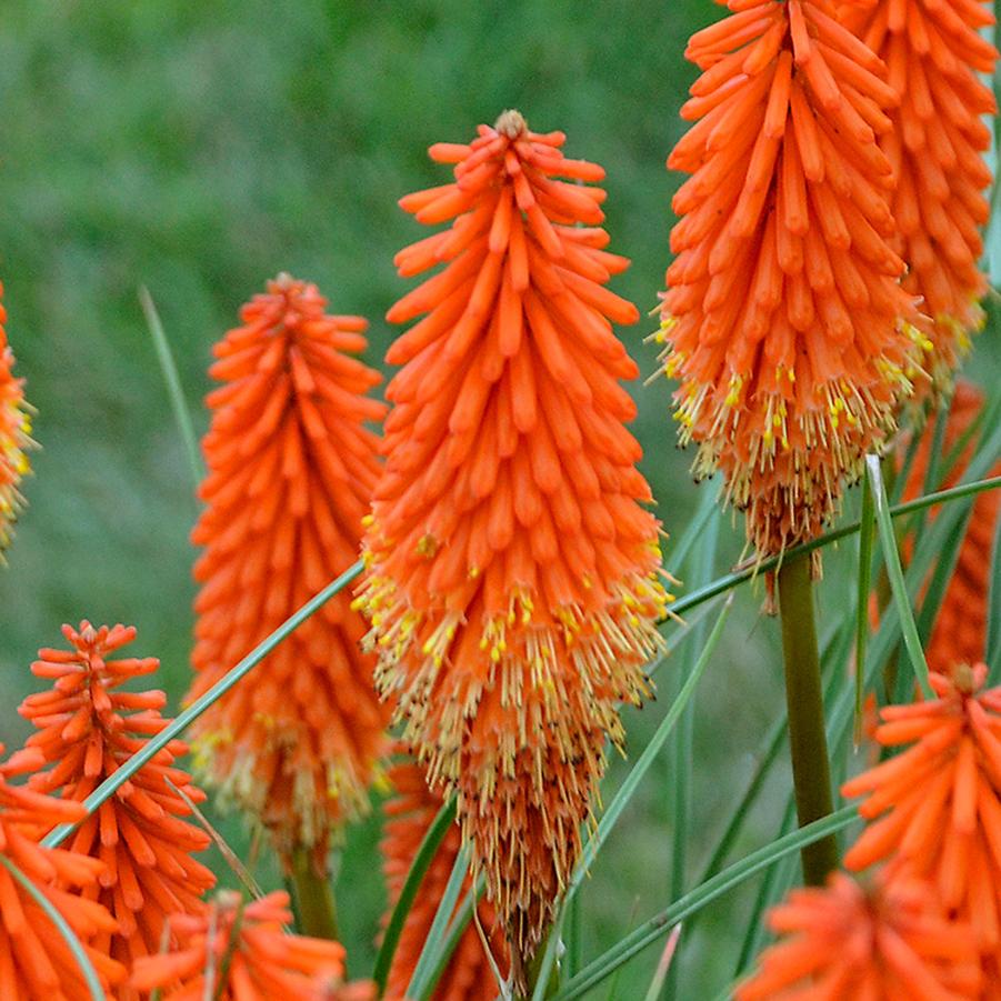 Kniphofia Jokers Wild PP32263