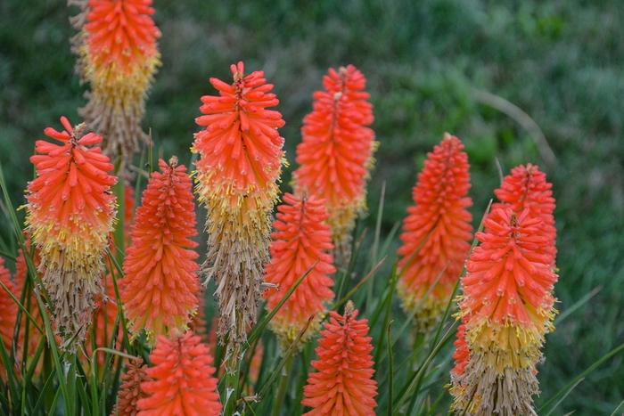 Kniphofia Pyromania® Backdraft