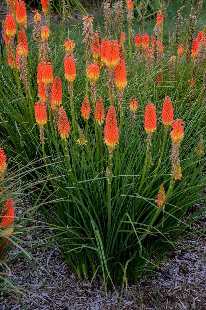 Kniphofia Winners Club™ Jackpot PP31283