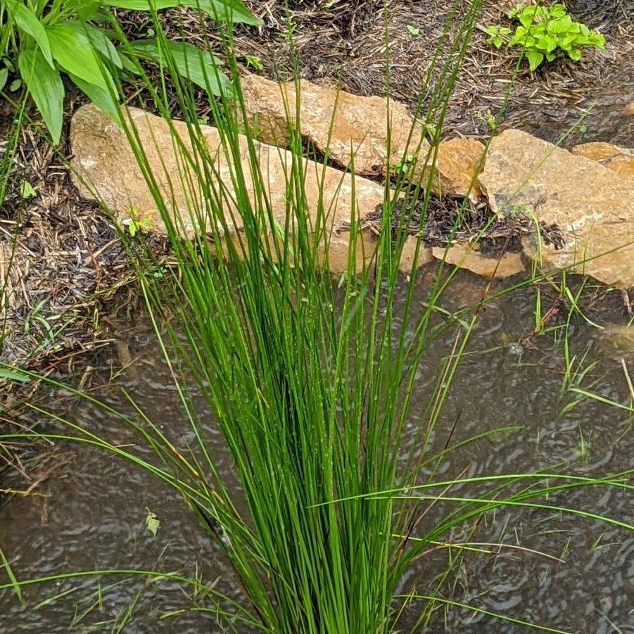 Juncus effusus 