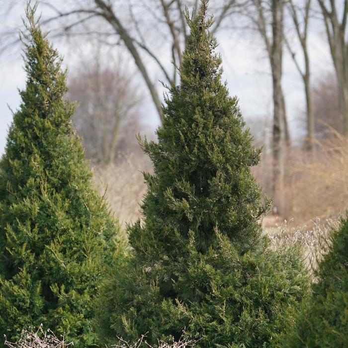 Juniperus chinensis Gin Fizz® PP31994