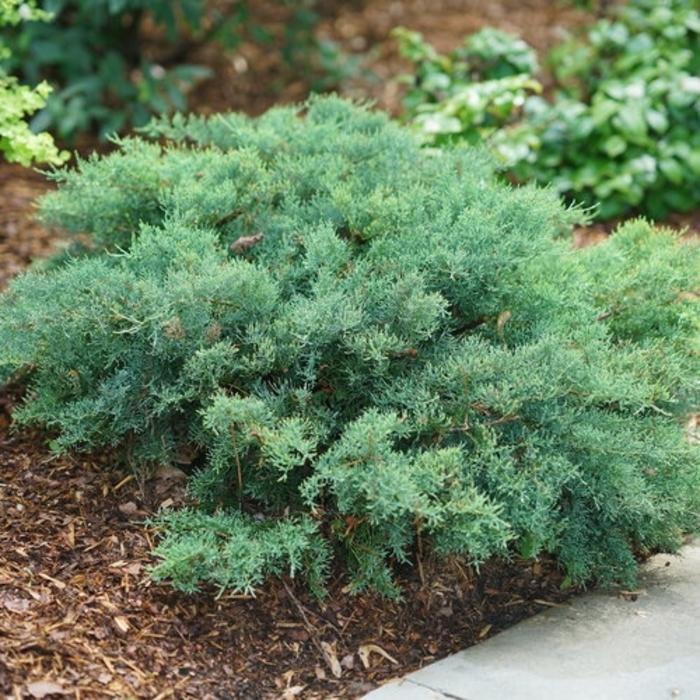 Juniperus chinensis Montana Moss® PP31704