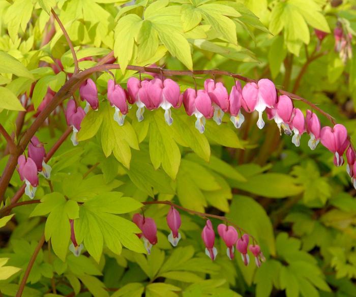 Dicentra spectabilis Gold Heart