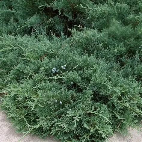 Juniperus chinensis Pfitzerana Glauca