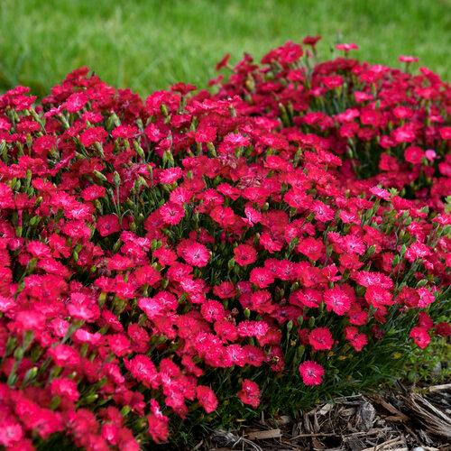 Dianthus Paint the Town Red