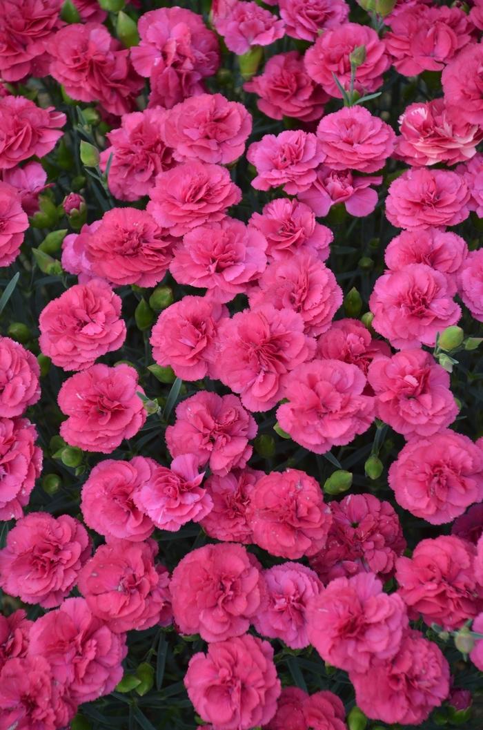 Dianthus Pretty Poppers® Double Bubble