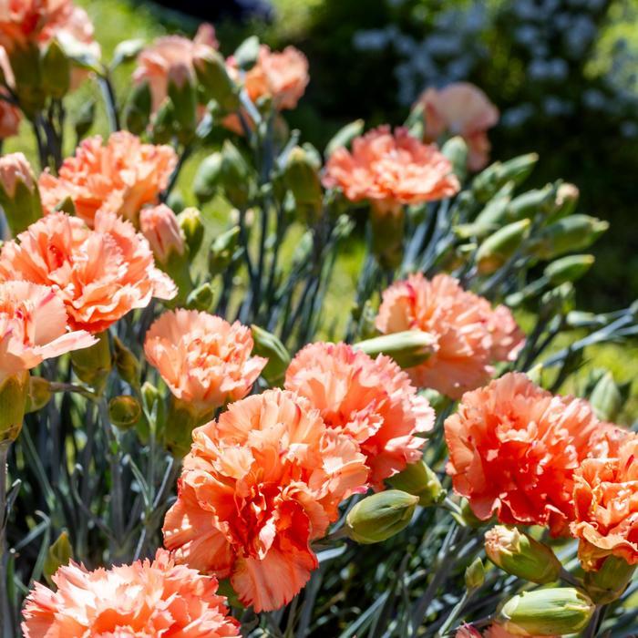 Dianthus Scent First® Orange Sparkler