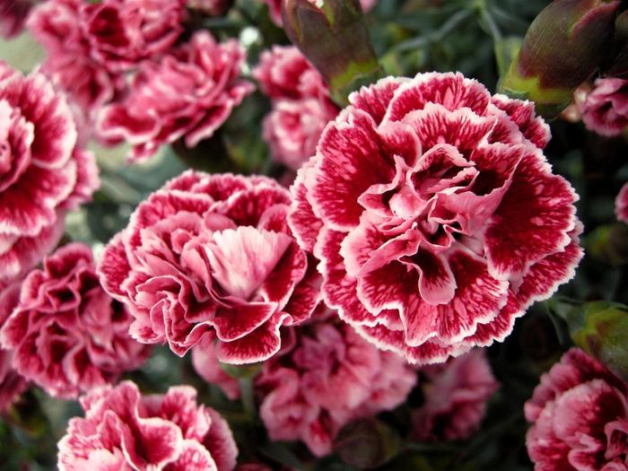 Dianthus Scent First® Sugar Plum