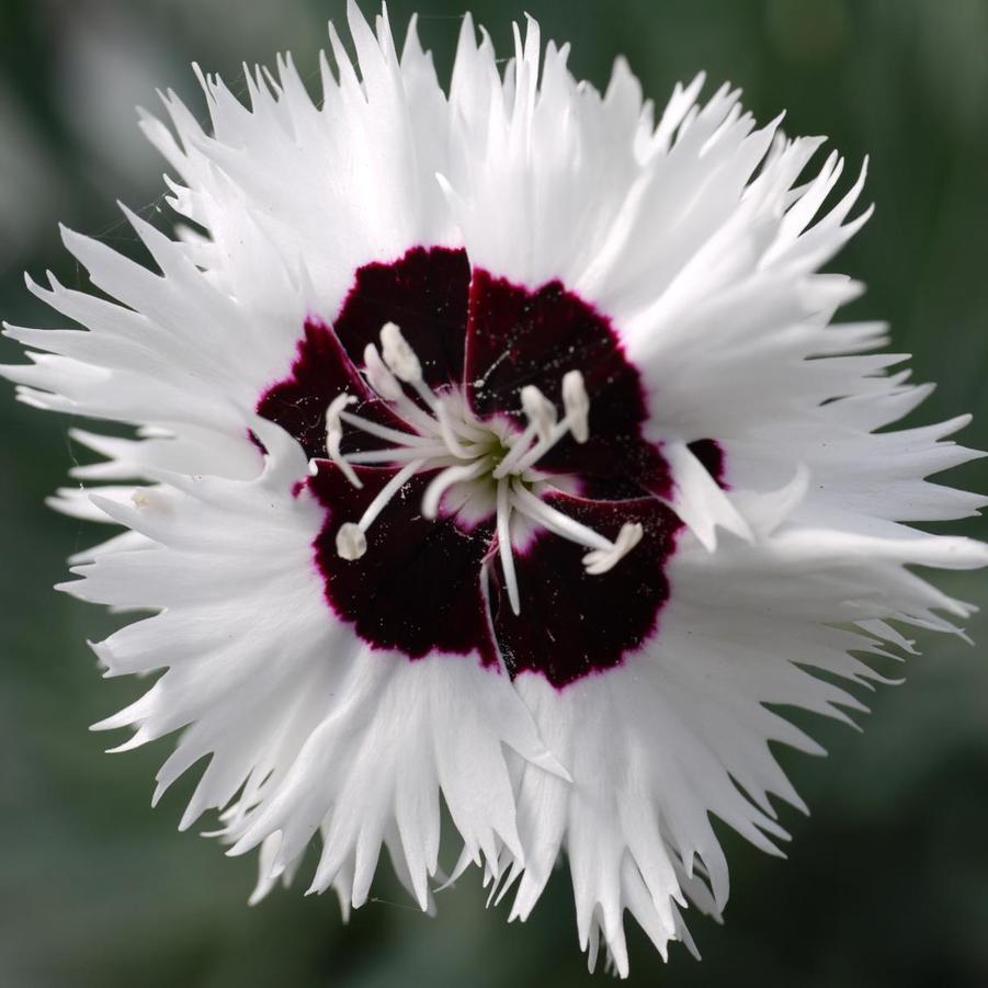 Dianthus Star™ Single Stargazer