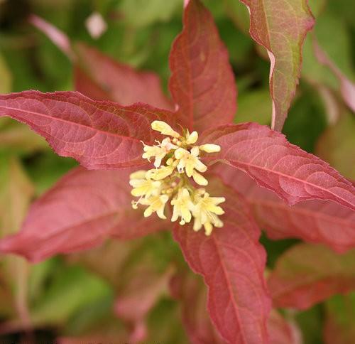 Diervilla x Kodiak® Orange PP27548