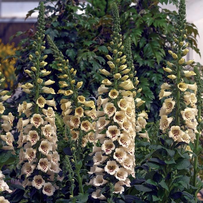 Digitalis purpurea Camelot Cream
