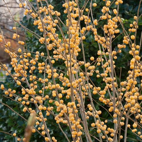 Ilex verticillata Berry Heavy® Gold
