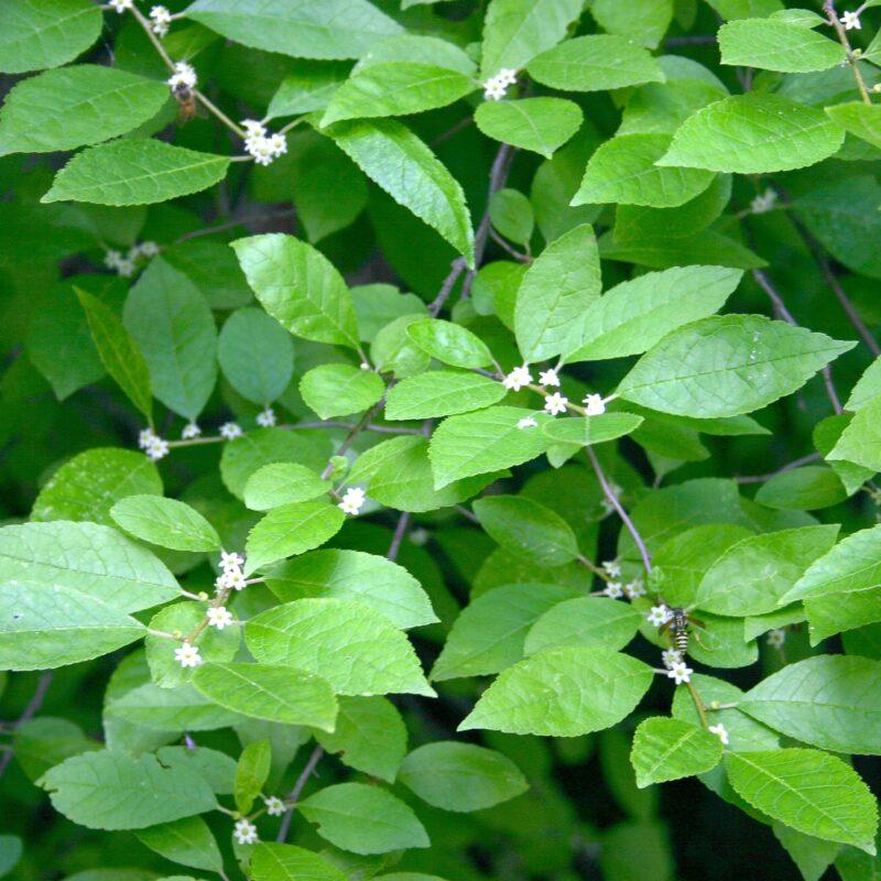 Ilex verticillata Southern Gentleman