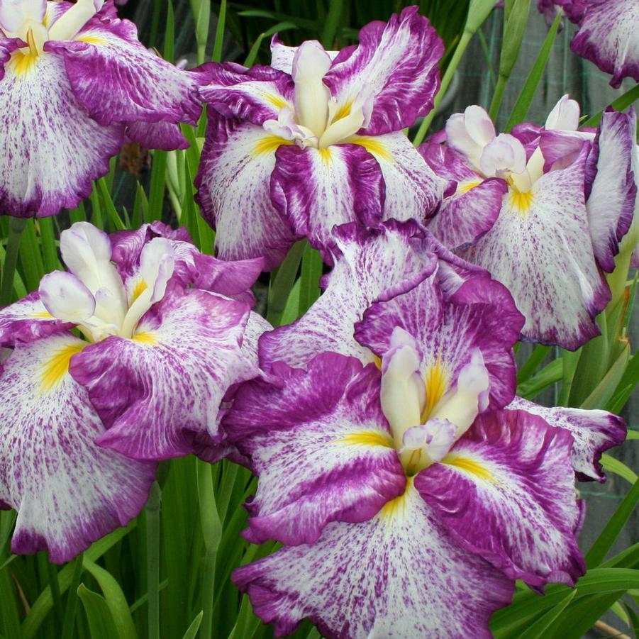 Iris ensata Dinner Plate™ Harlequinesque