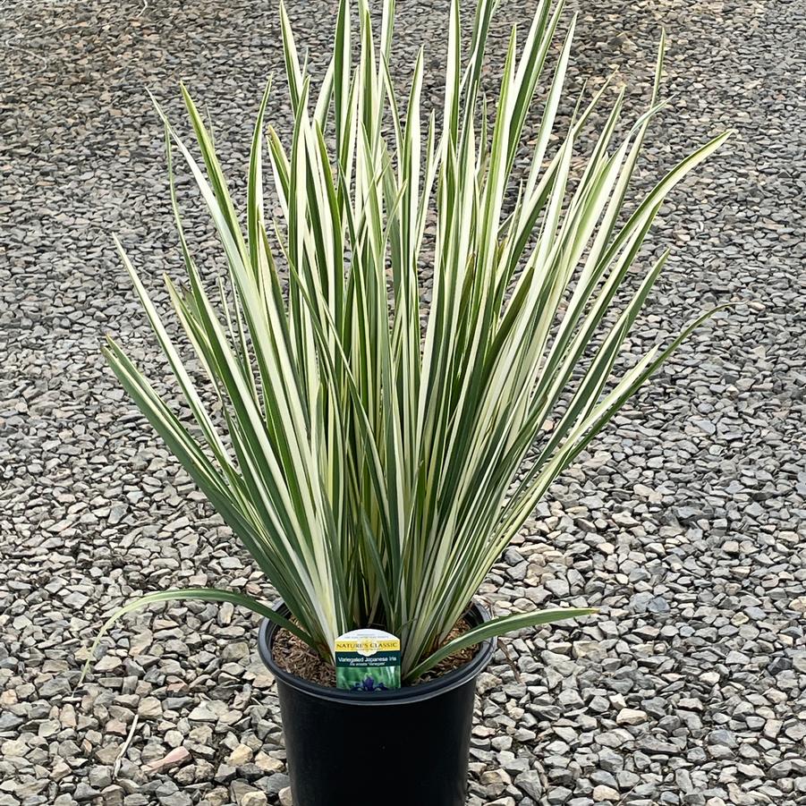 Iris ensata Variegata