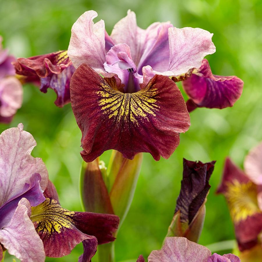 Iris sibirica Peacock Butterfly™ Miss Apple