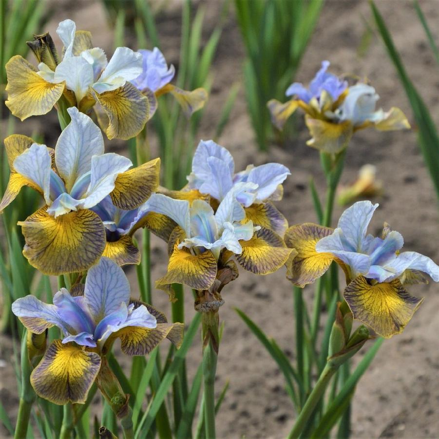 Iris sibirica Peacock Butterfly™ Uncorked