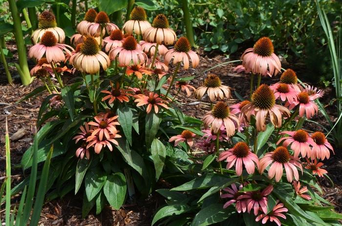 Echinacea Butterfly™ Julia PP24629