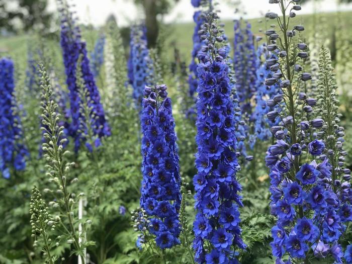 Delphinium Blue Buccaneers