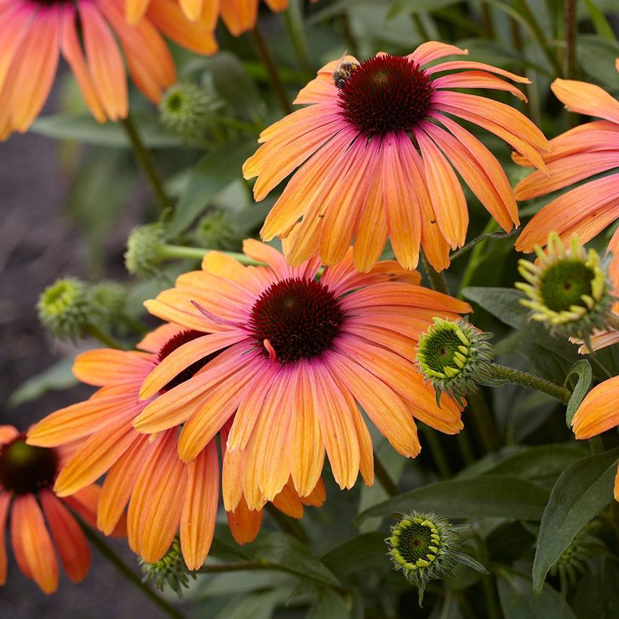 Echinacea Butterfly™ Rainbow Marcella PP28573