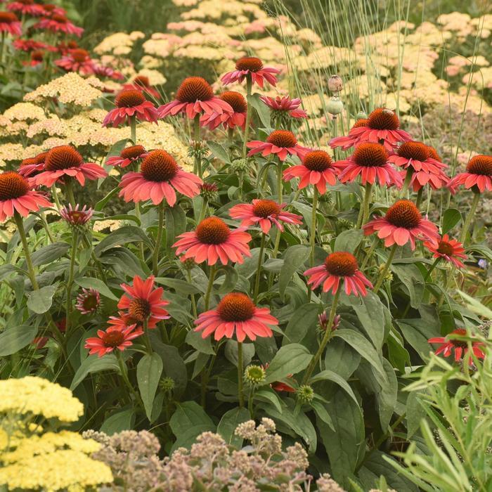 Echinacea Color Coded® Frankly Scarlet