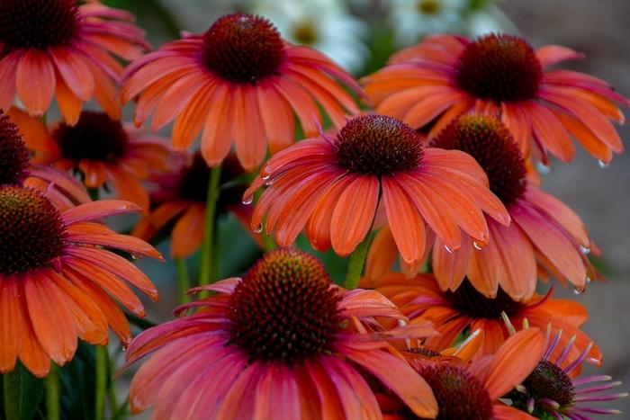 Echinacea Color Coded® Orange You Awesome