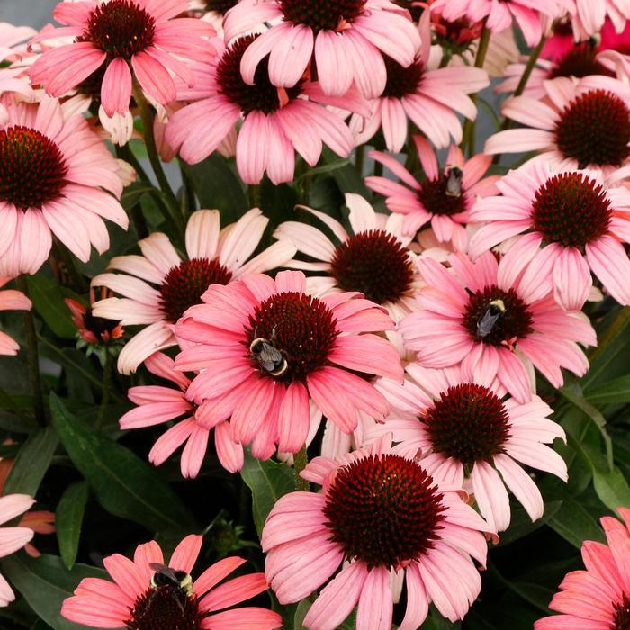 Echinacea Dark Shadows™ Mystic PPAF