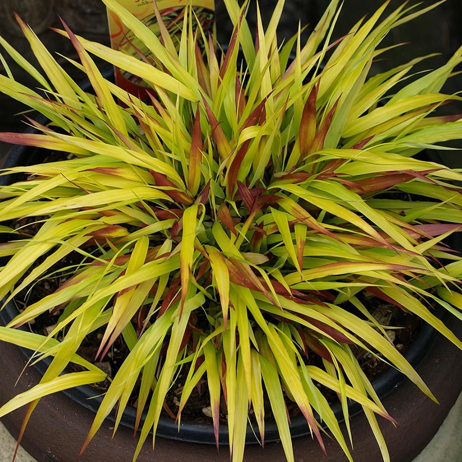 Hakonechloa macra Sunflare™ PP27734