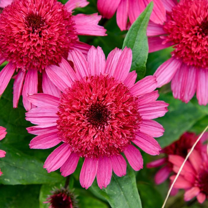 Echinacea Double Coded® Raspberry Beret PP35404