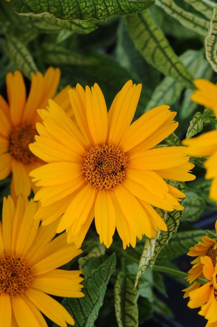 Heliopsis helianthoides Sunstruck PP25524